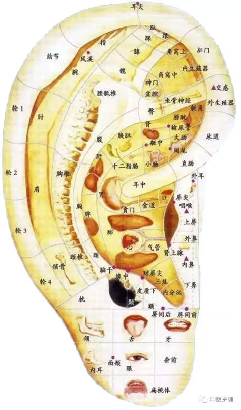 耳穴道|耳穴